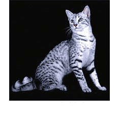 گربه مصری